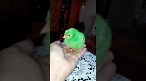 green sisiw